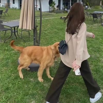 奔流犬：先生归来